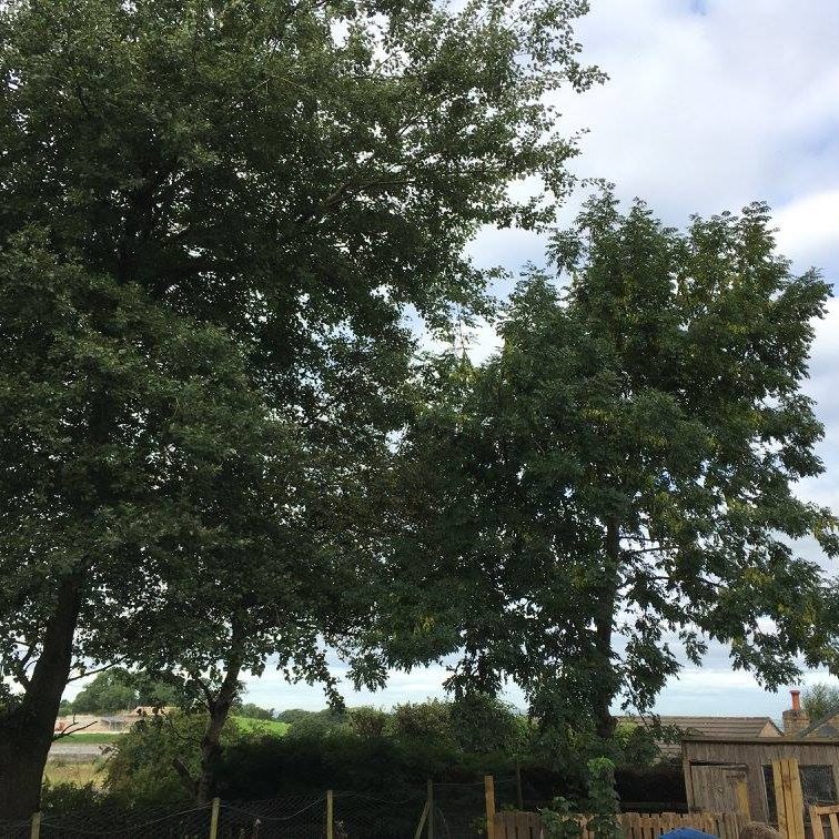 cms-tree-services-poplar-ash-removal-birch-tidy-barnoldswick-6