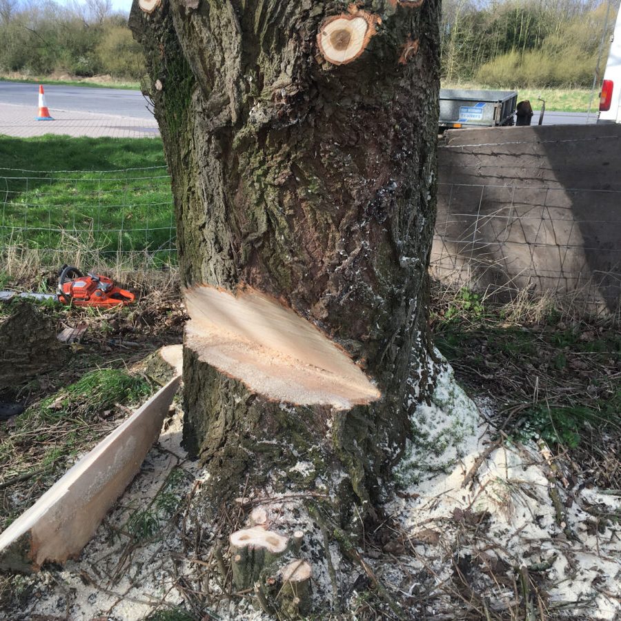 cms-tree-services-poplar-removal-stump-grinding-work-in-progress