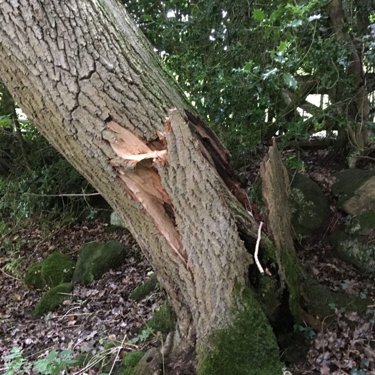 cms-tree-services-split-ash-tree-removed-foulridge-before