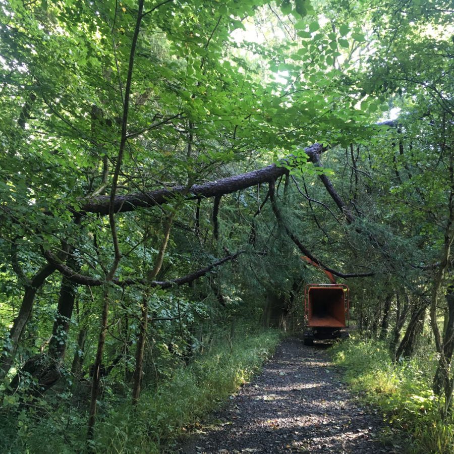 cms-tree-services-split-larch-removal-from-public-footpath-clitheroe