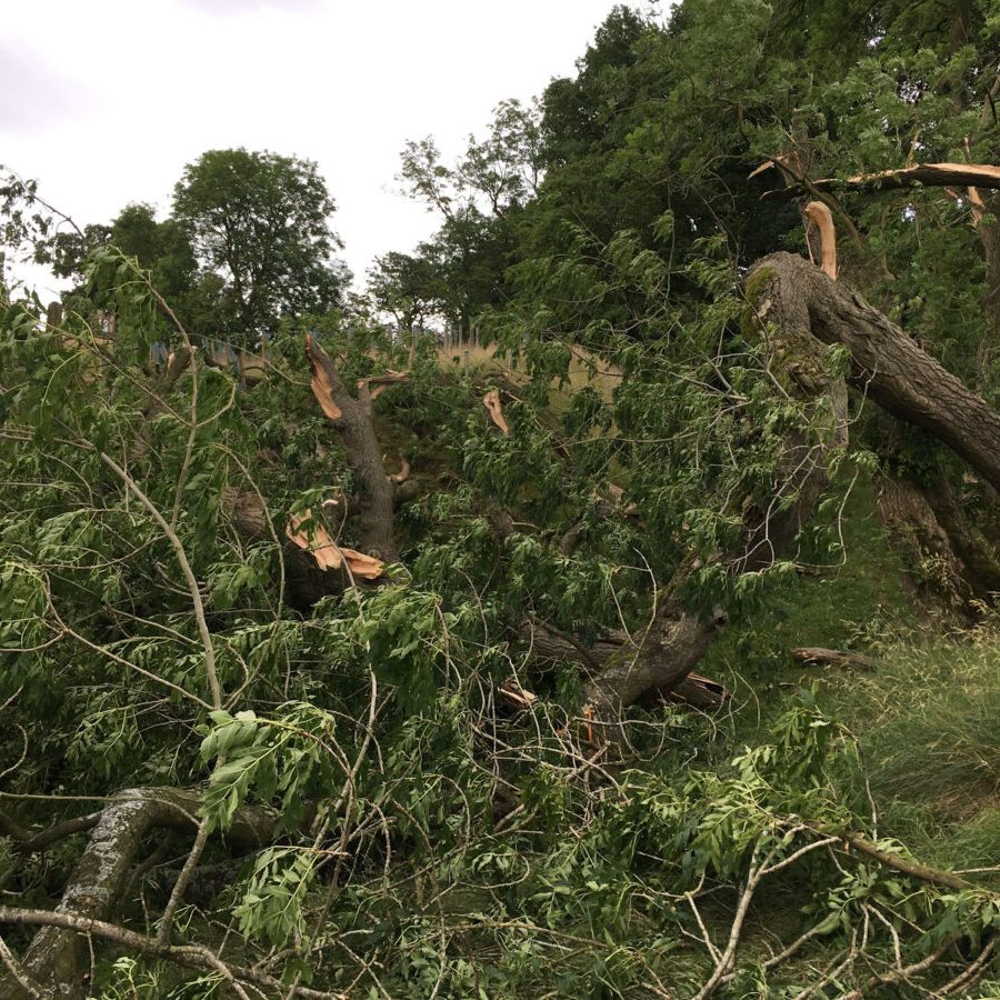 cms-tree-services-storm-damage-tree-clearance-thornton-1