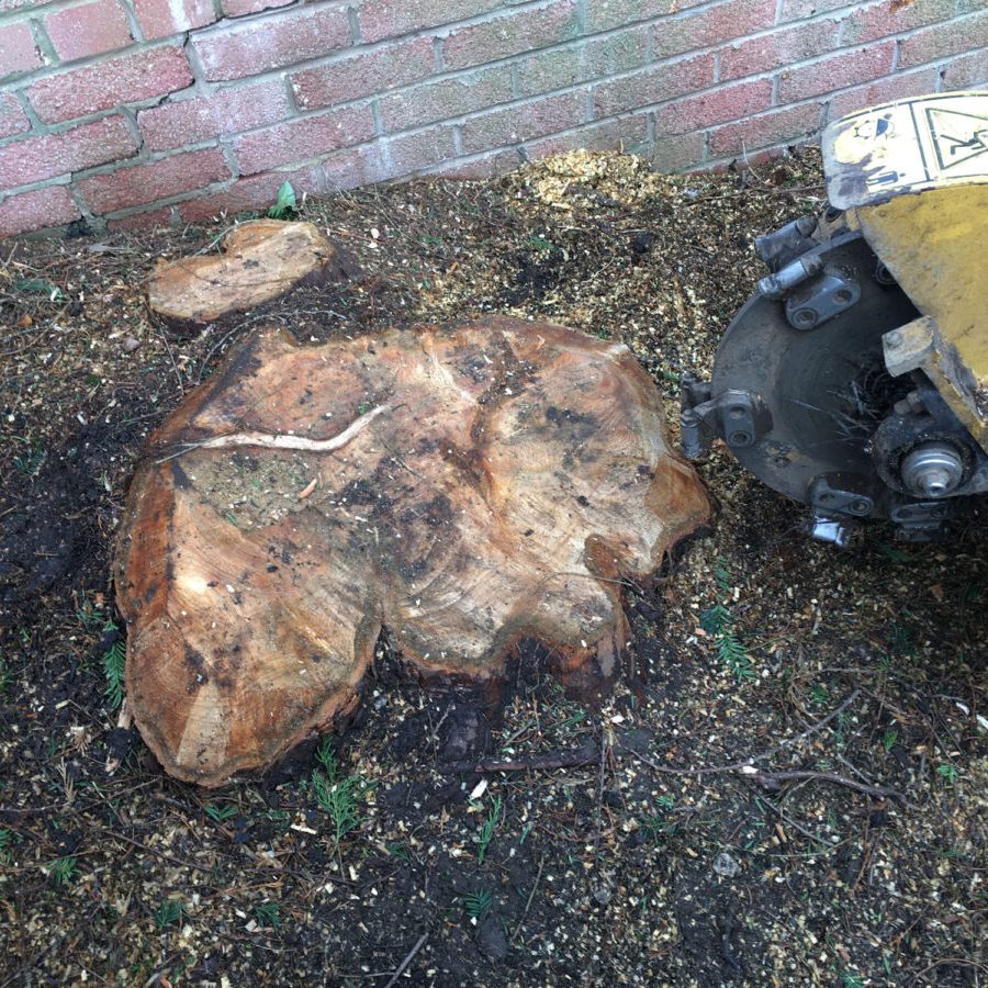 cms-tree-services-stump-grinder