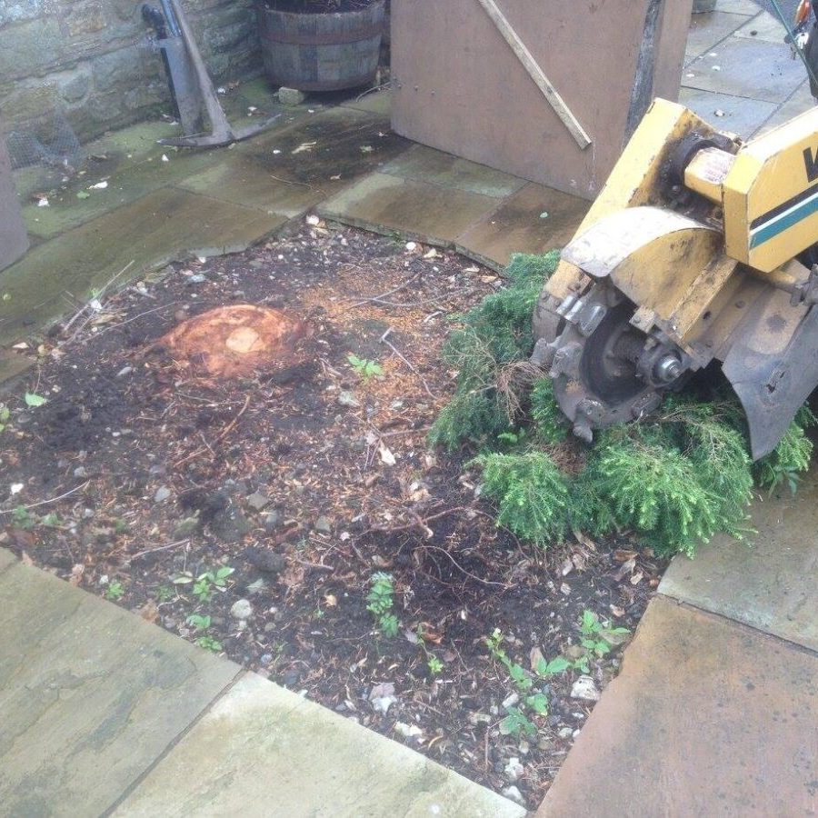 cms-tree-services-stump-grinding-pendleton-before