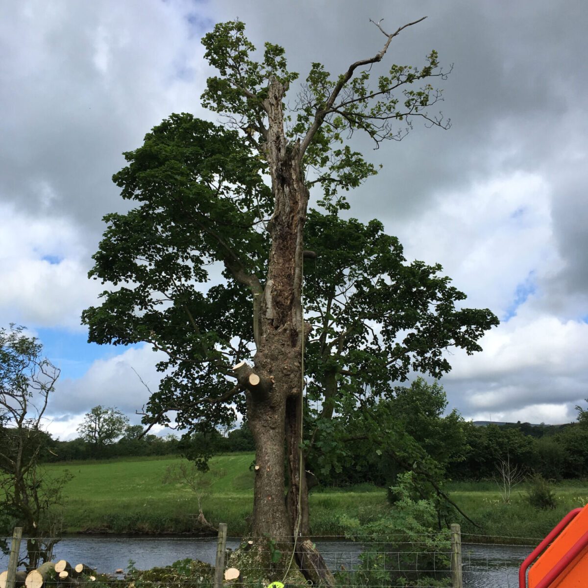 cms-tree-services-sycamore-tree-removal-hollow-unstable