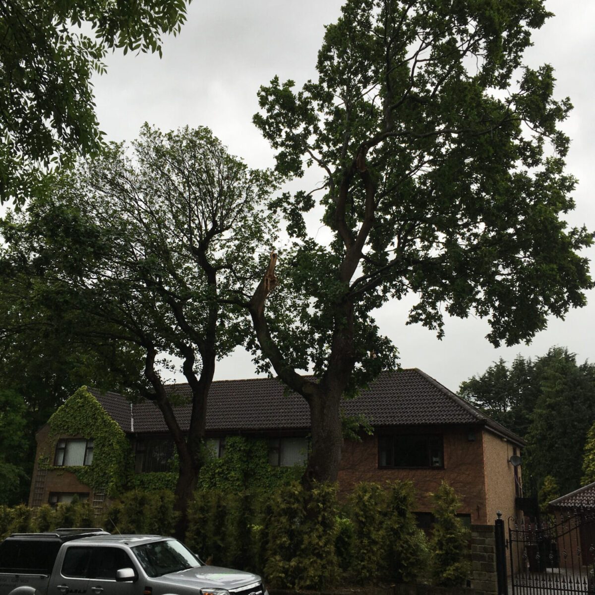 cms-tree-services-tpo-oak-alder-removal-barrowford