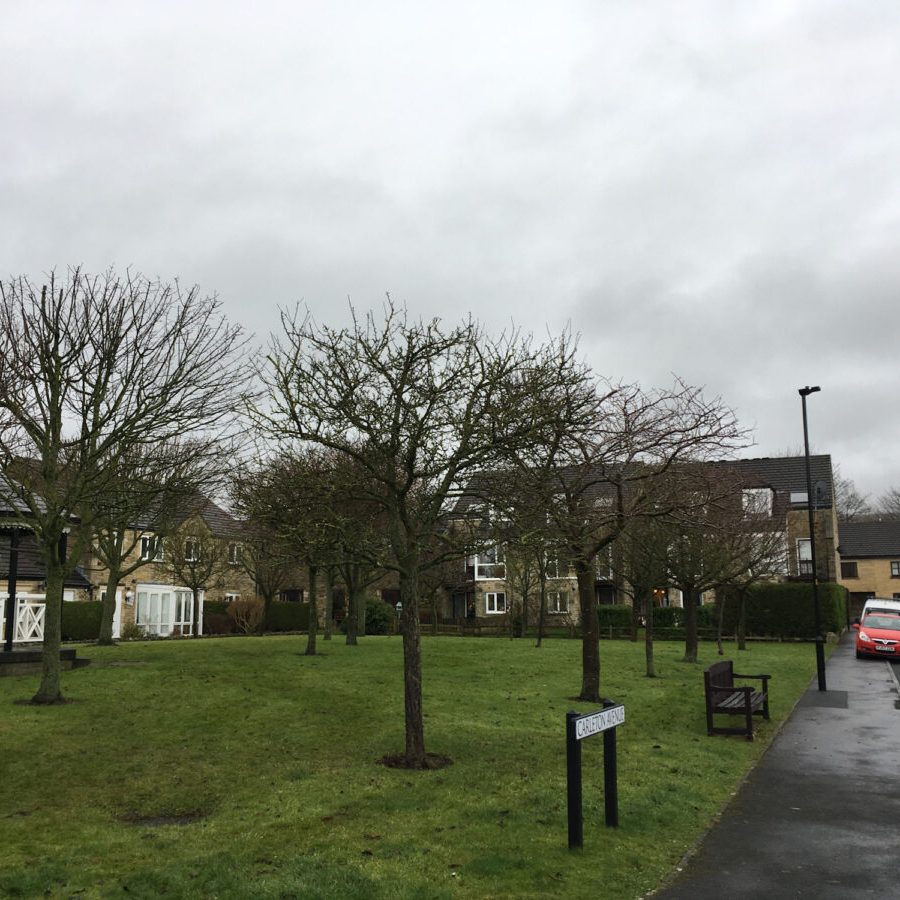 cms-tree-services-tree-reduction-skipton-after