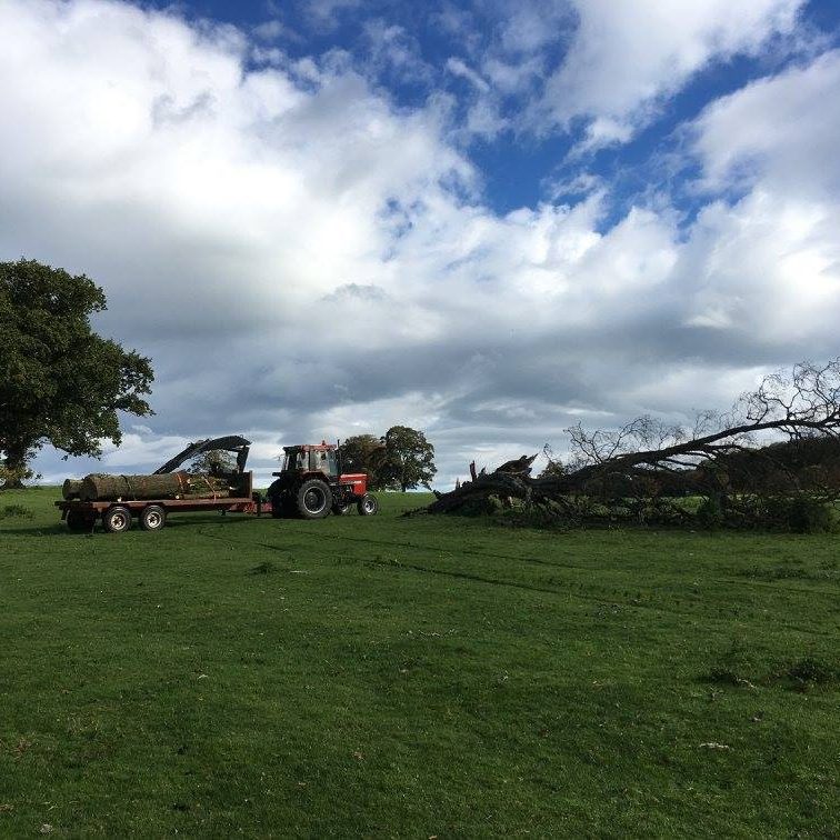 cms-tree-services-tree-removal-bolton-by-bowland-5