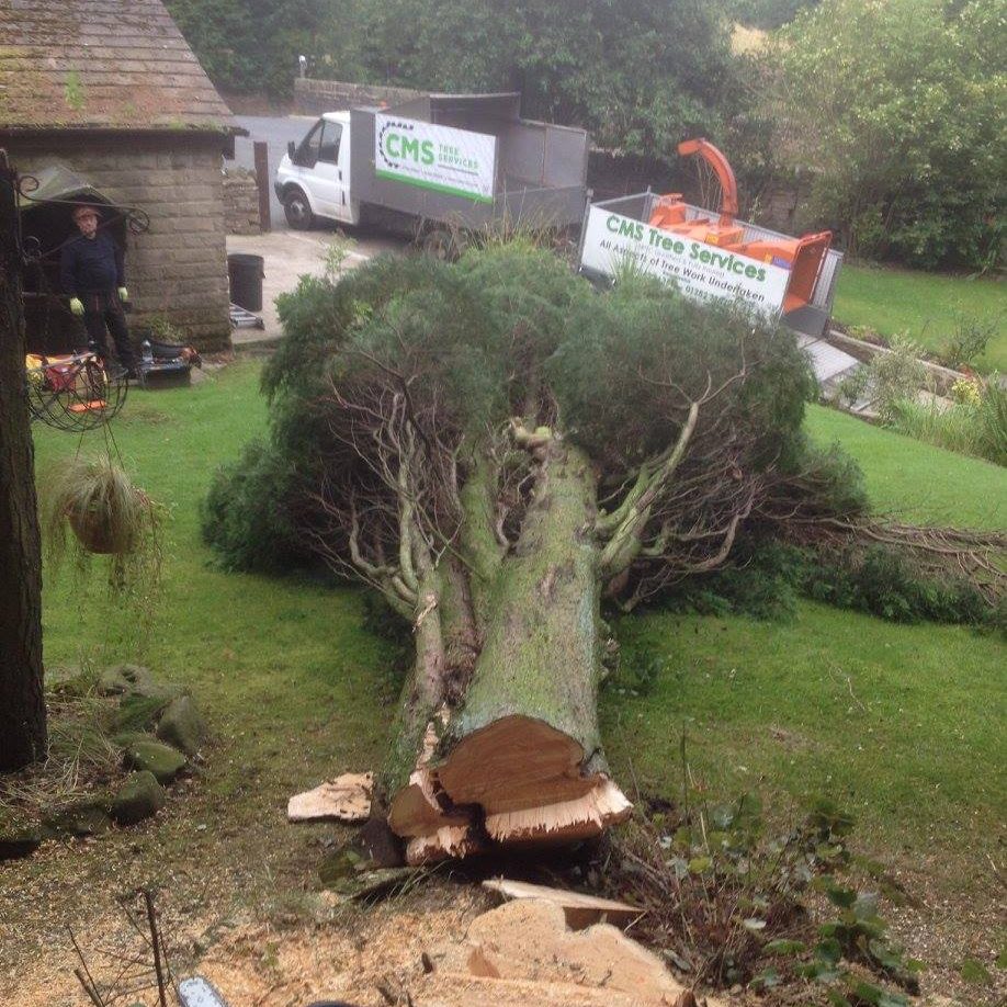 cms-tree-services-tree-removal-burnley-2