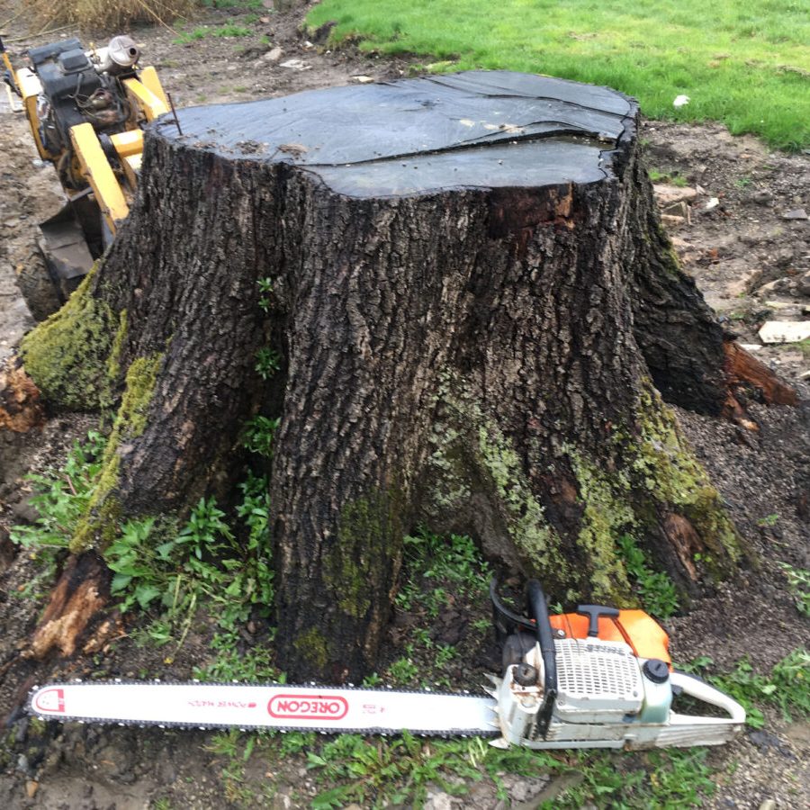 cms-tree-services-very-large-stump-grind-out-bolton-by-bowland-size-comparison