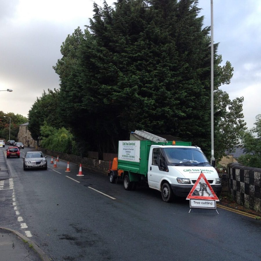 crown lifting conifers burnley (1)