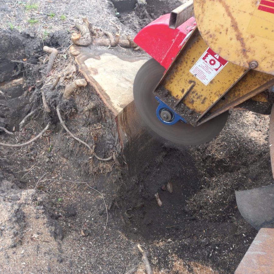 grinding out large tree stumps in Higham 3