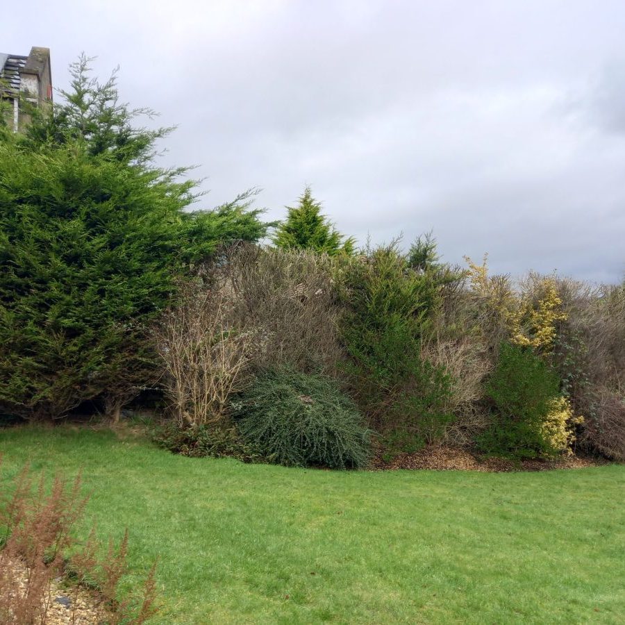 hedge removal in earby 2