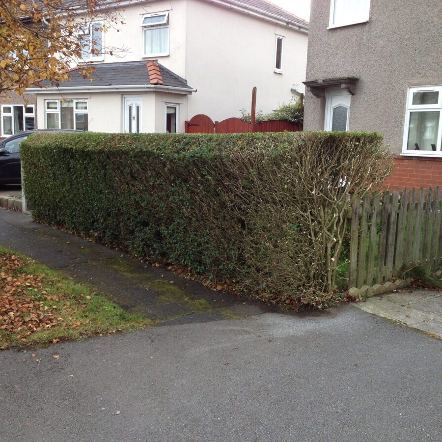 hedge trimming colne 3