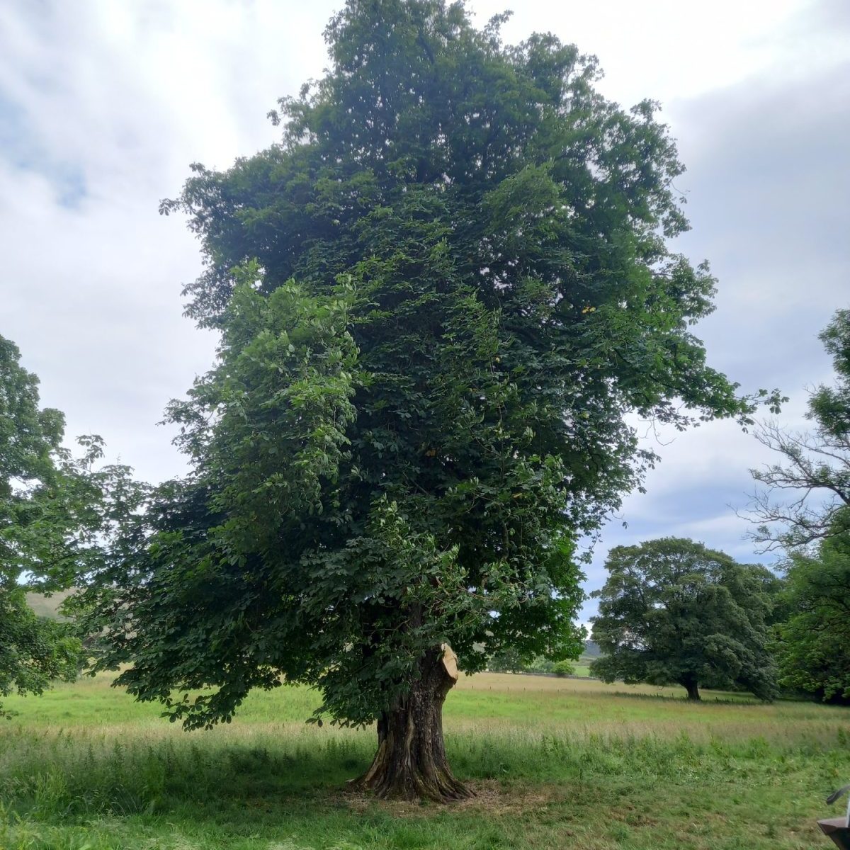horse chestnut tree branch removal 3