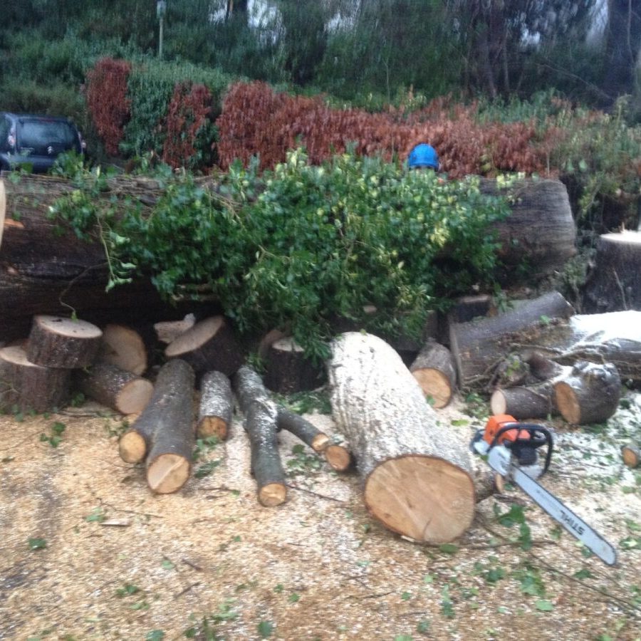 large tree dismantle ilkley (6)