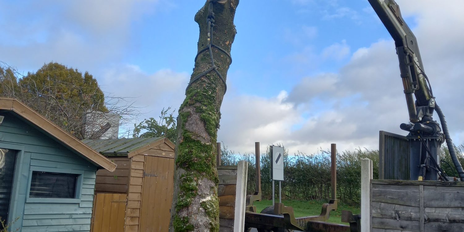 lifting a tree trunk out of a garden in barnoldswick 2