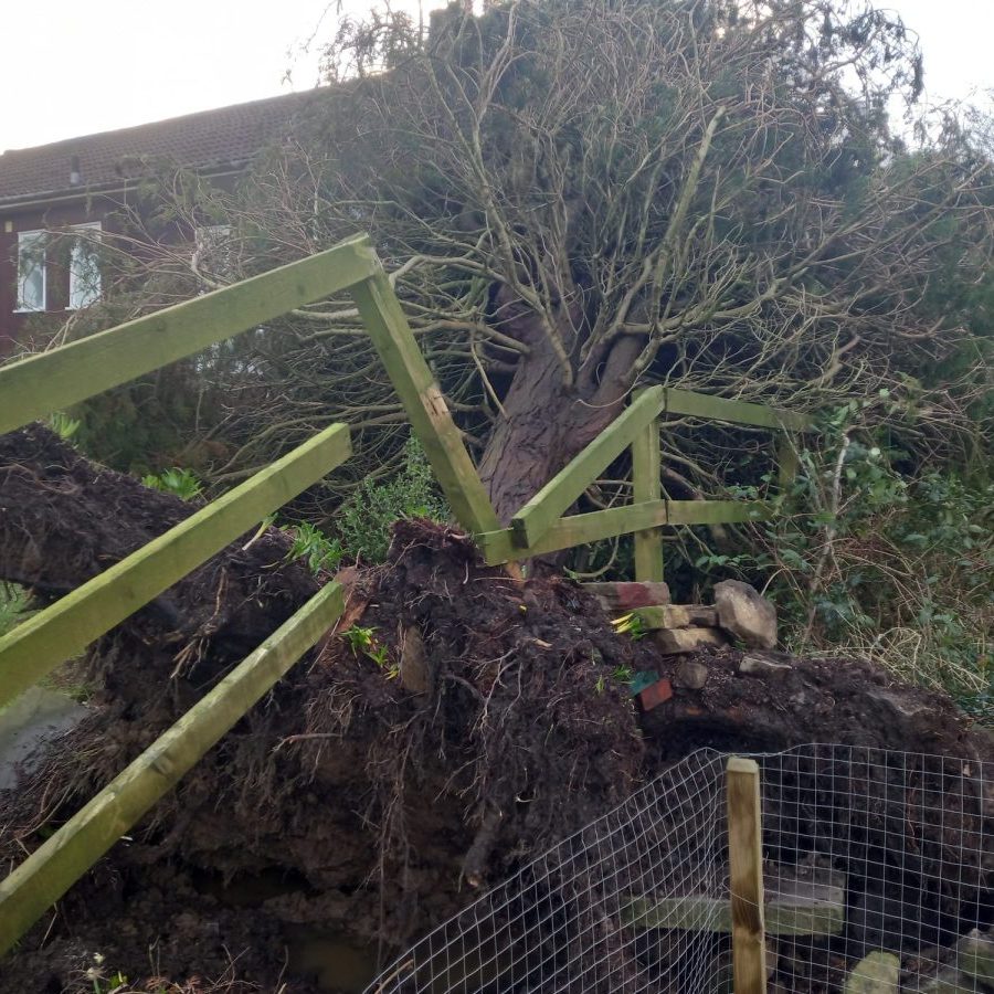 removing conifer fallen onto house roof 2