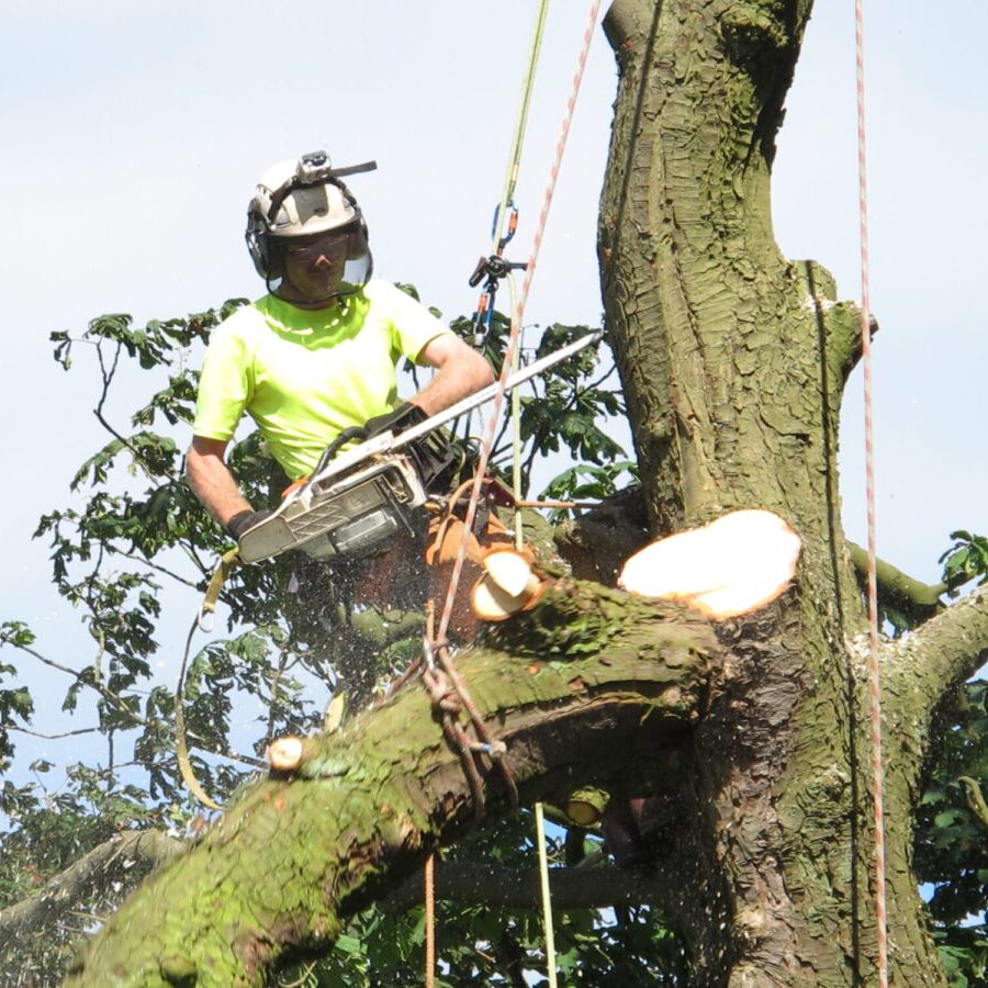 tree dismantling and lowering (7)