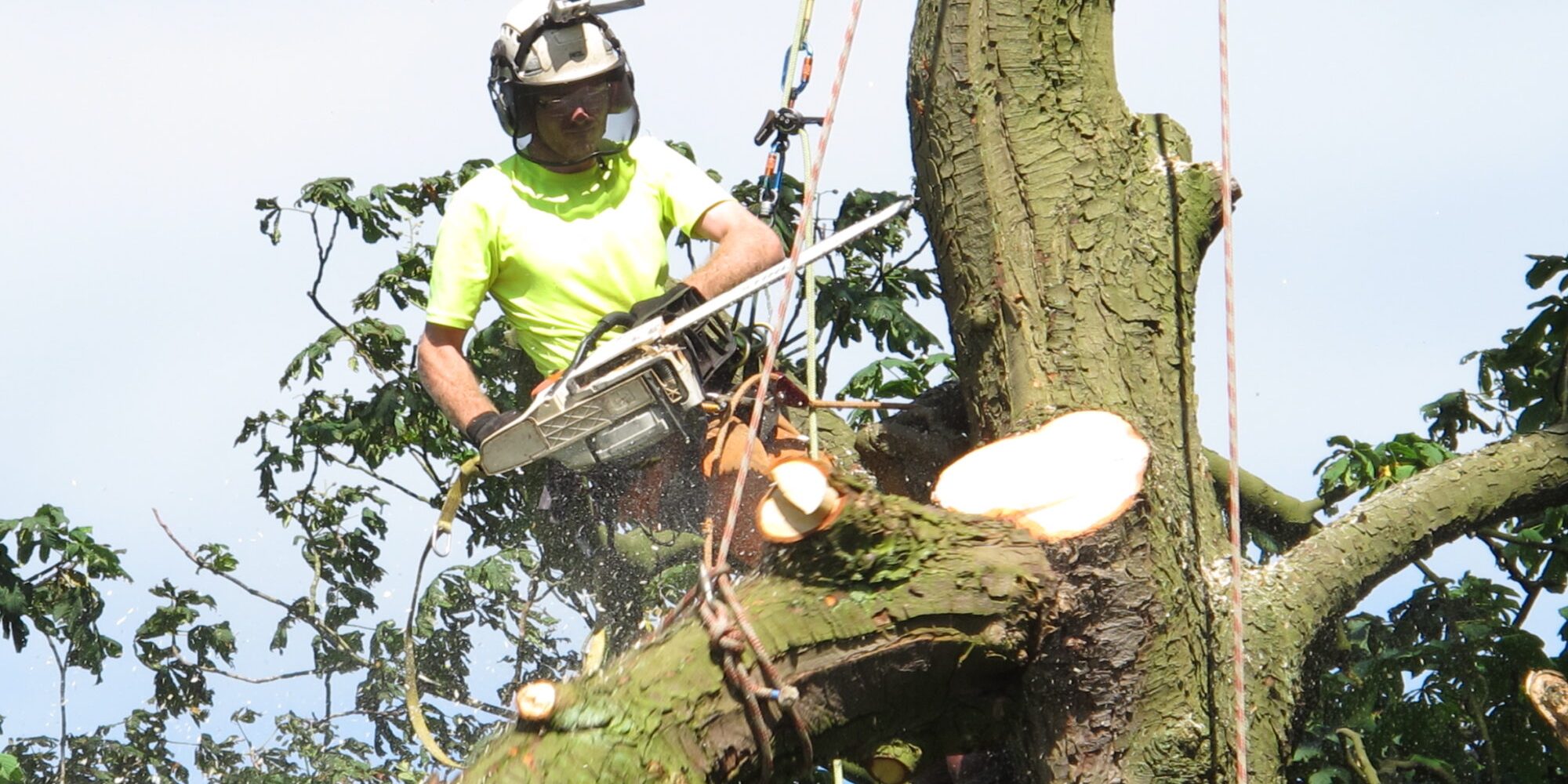 tree dismantling and lowering (7)