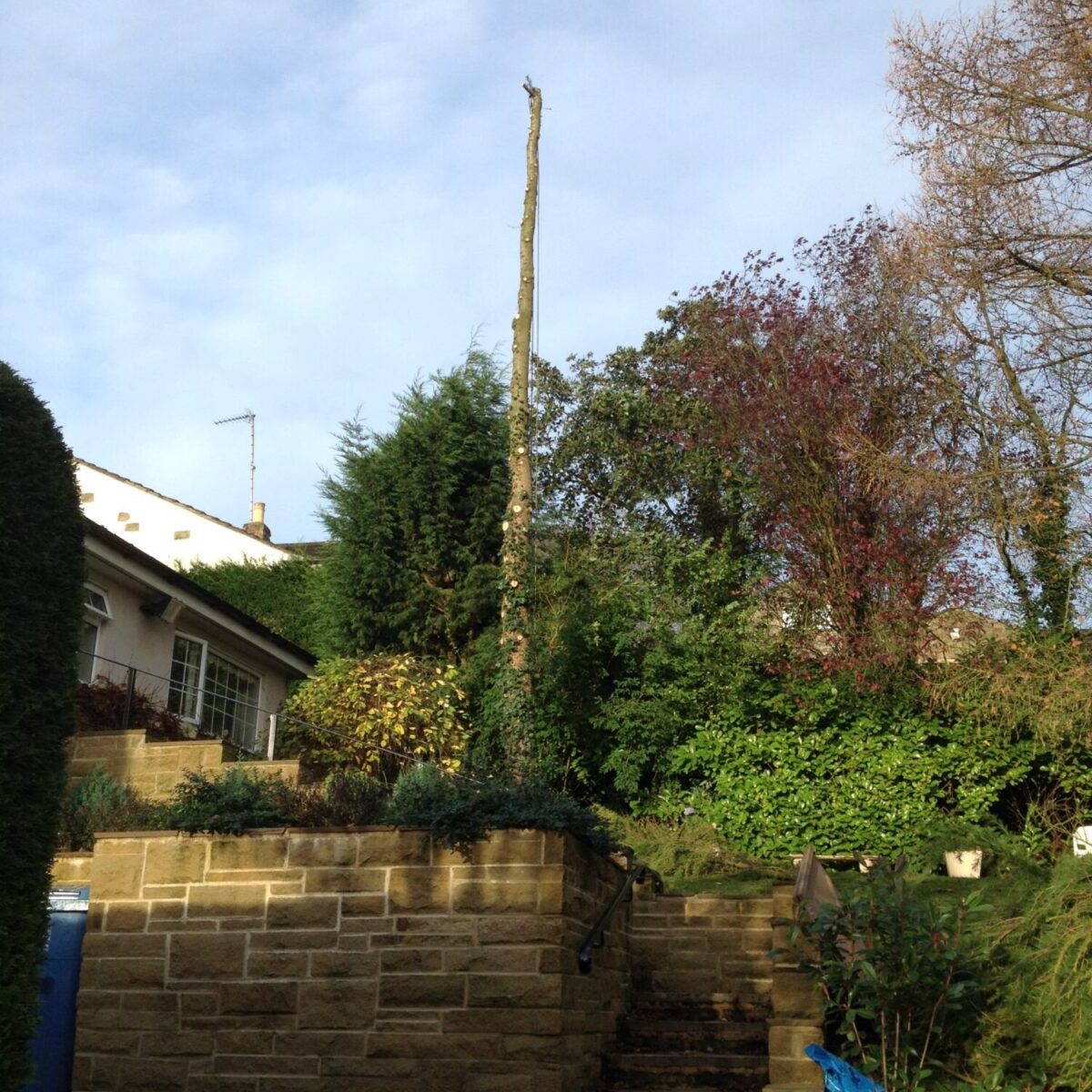 tree dismantling thornton in craven during