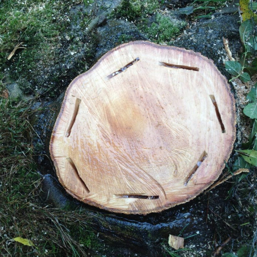 Stump poisoned