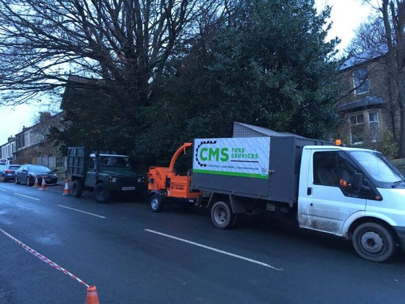 beech-tree-reduction-earby-cms-tree-services-1