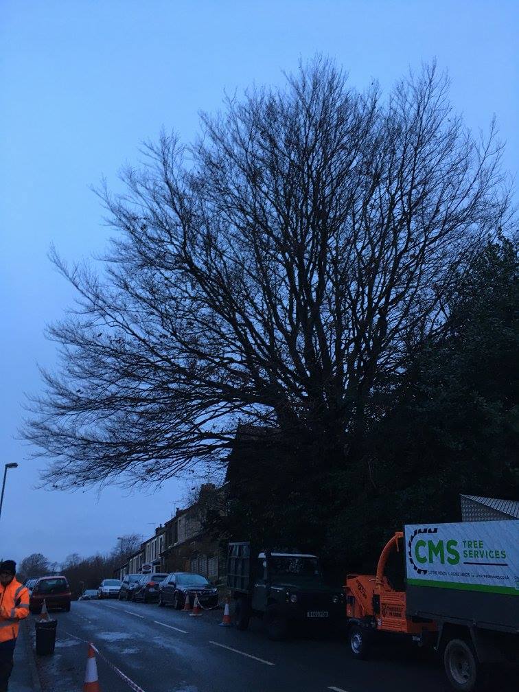 beech-tree-reduction-earby-cms-tree-services-3