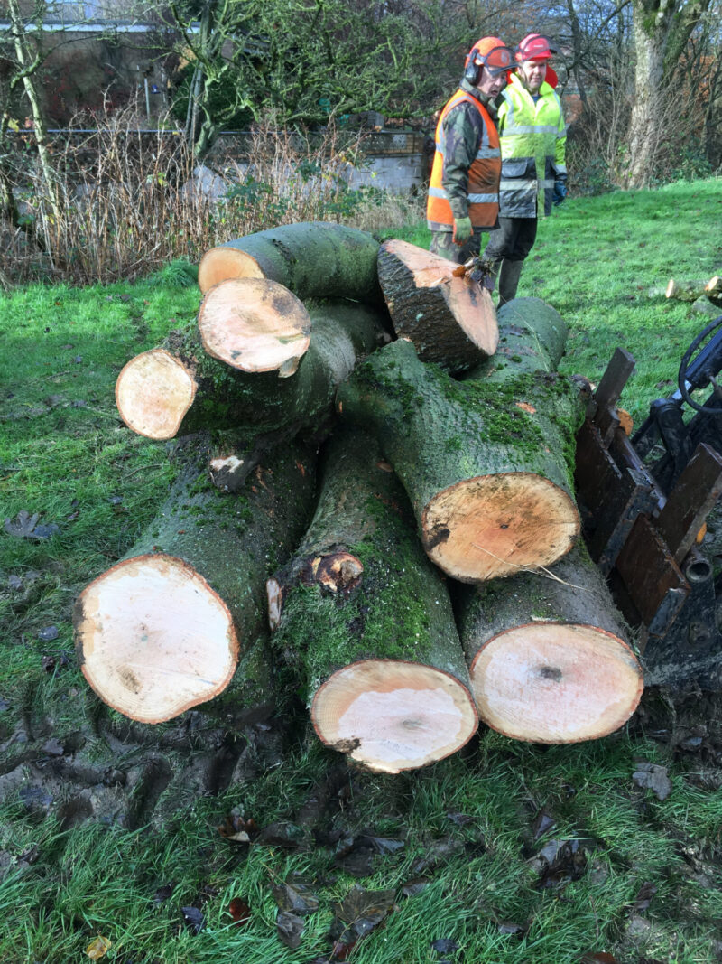 cms-tree-services-ash-sycamore-tree-removal-sough-park-felled