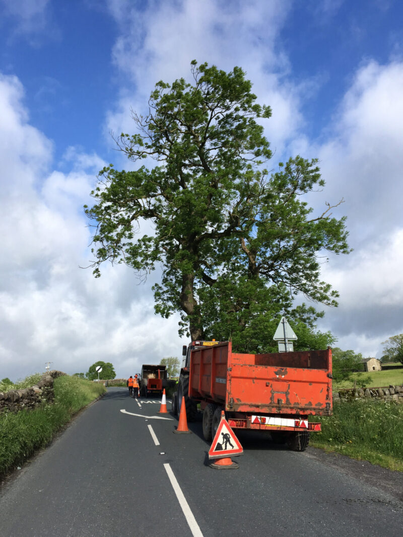 cms-tree-services-ash-tree-reduction-hebden-roadside-2