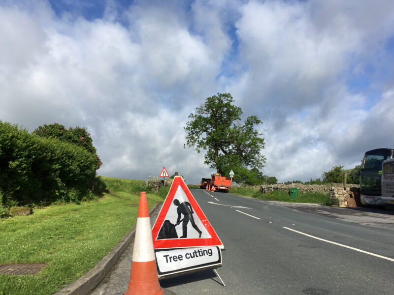 cms-tree-services-ash-tree-reduction-hebden-roadside-safety