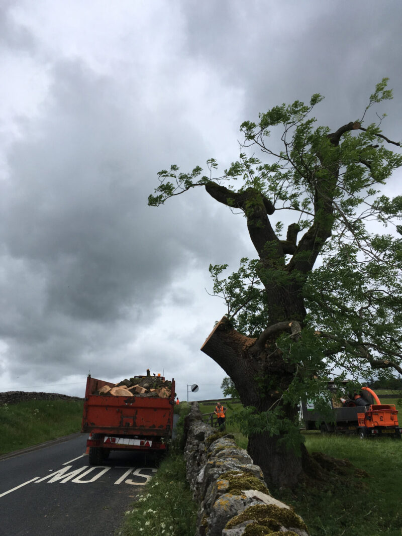 cms-tree-services-ash-tree-reduction-hebden-trailer-wood