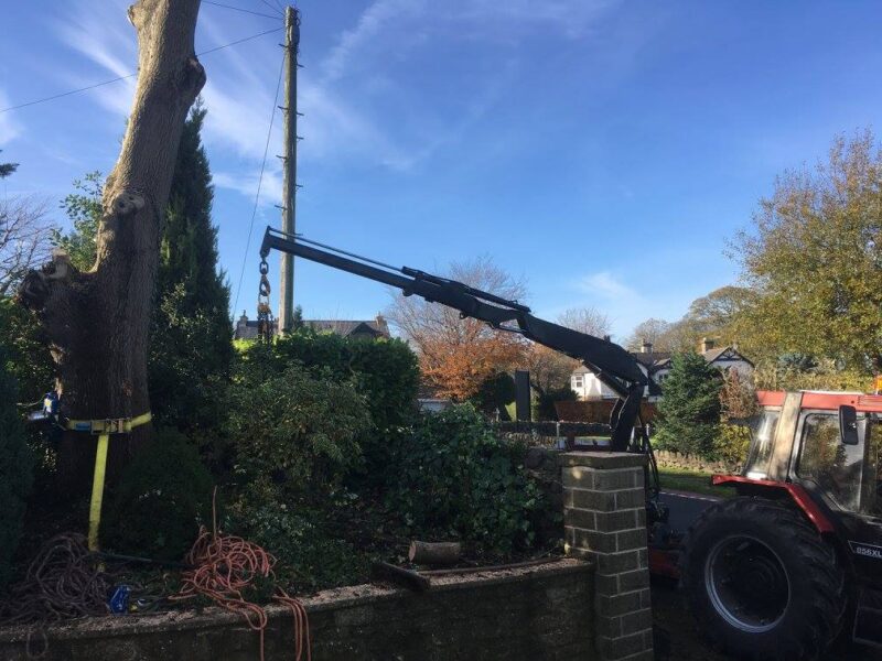cms-tree-services-ash-tree-removal-barnoldswick-trunk-removal-hiab-lifting-trunk