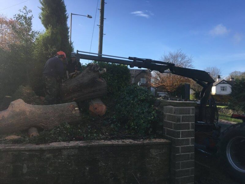 cms-tree-services-ash-tree-removal-barnoldswick-trunk-removal-lifting-trunk