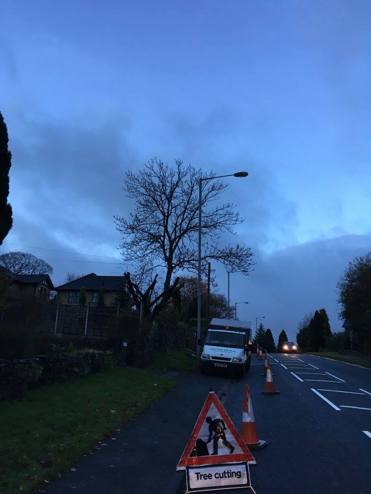 cms-tree-services-ash-tree-removal-barnoldswick-trunk-removal-road-safety