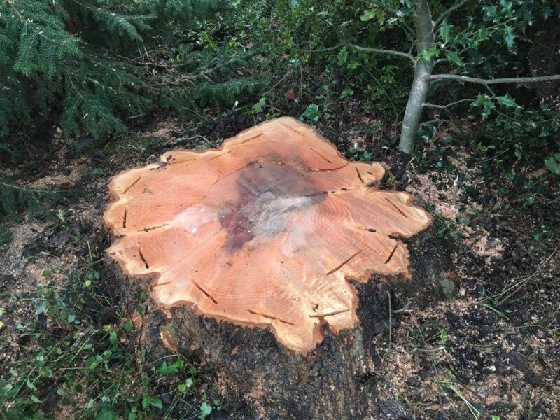cms-tree-services-ash-tree-removal-barnoldswick-trunk-removal-stump