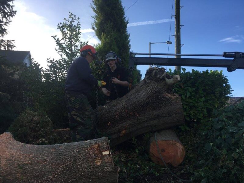 cms-tree-services-ash-tree-removal-barnoldswick-trunk-removal-using-hiab-lifting-equipment