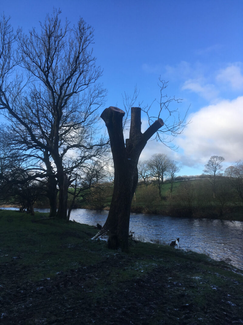 cms-tree-services-basal-decay-ash-reduction-clitheroe-after