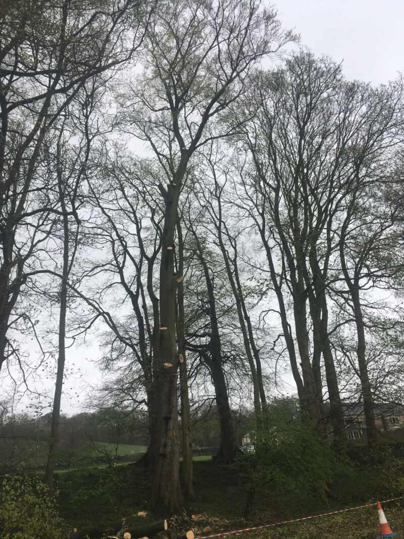 cms-tree-services-beech-tree-removal-during