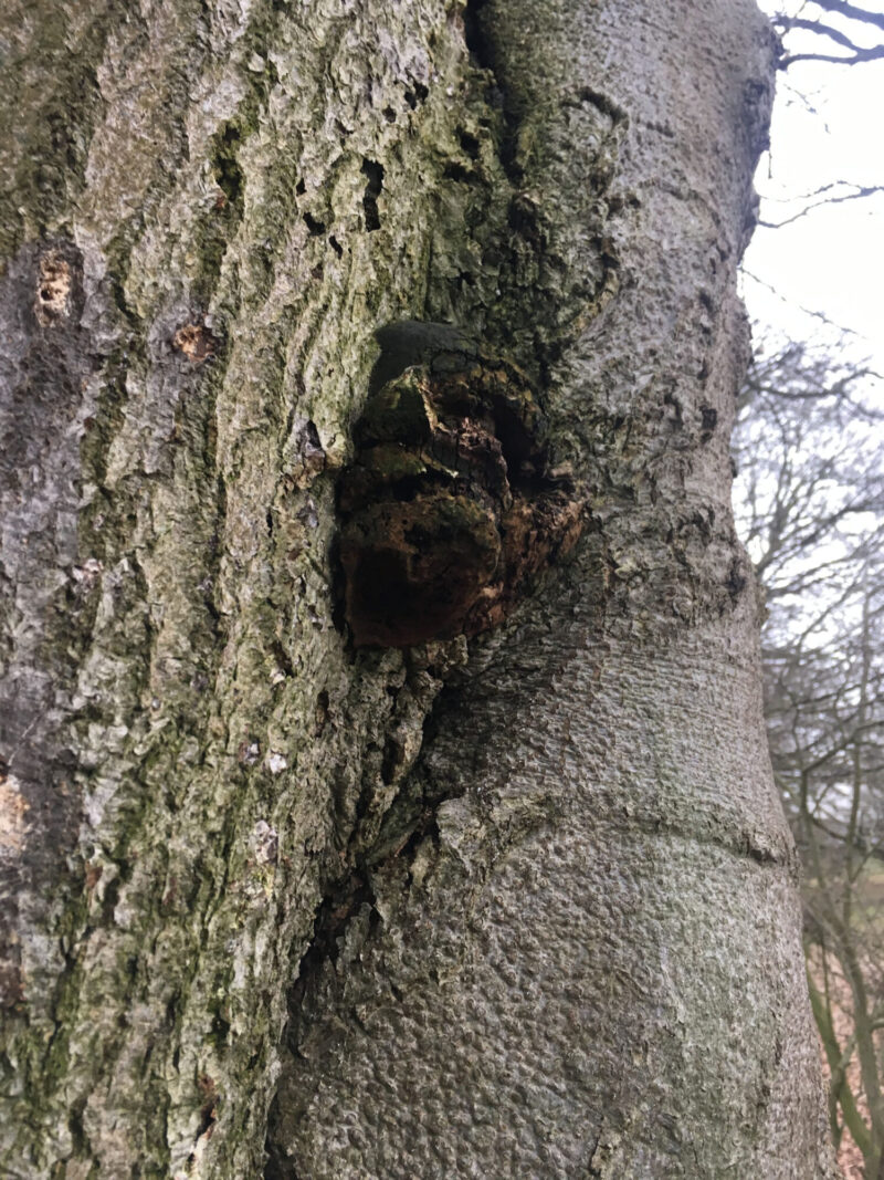 cms-tree-services-beech-tree-removal-ganoderma-close-up-2