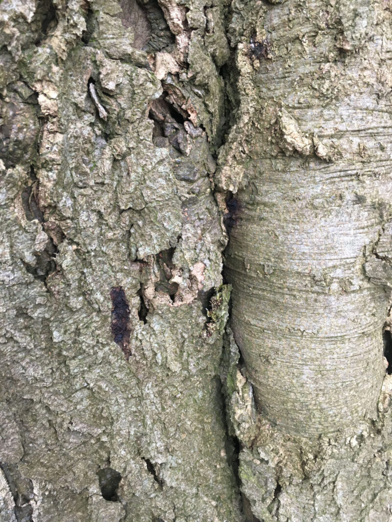 cms-tree-services-beech-tree-removal-ganoderma-close-up-3