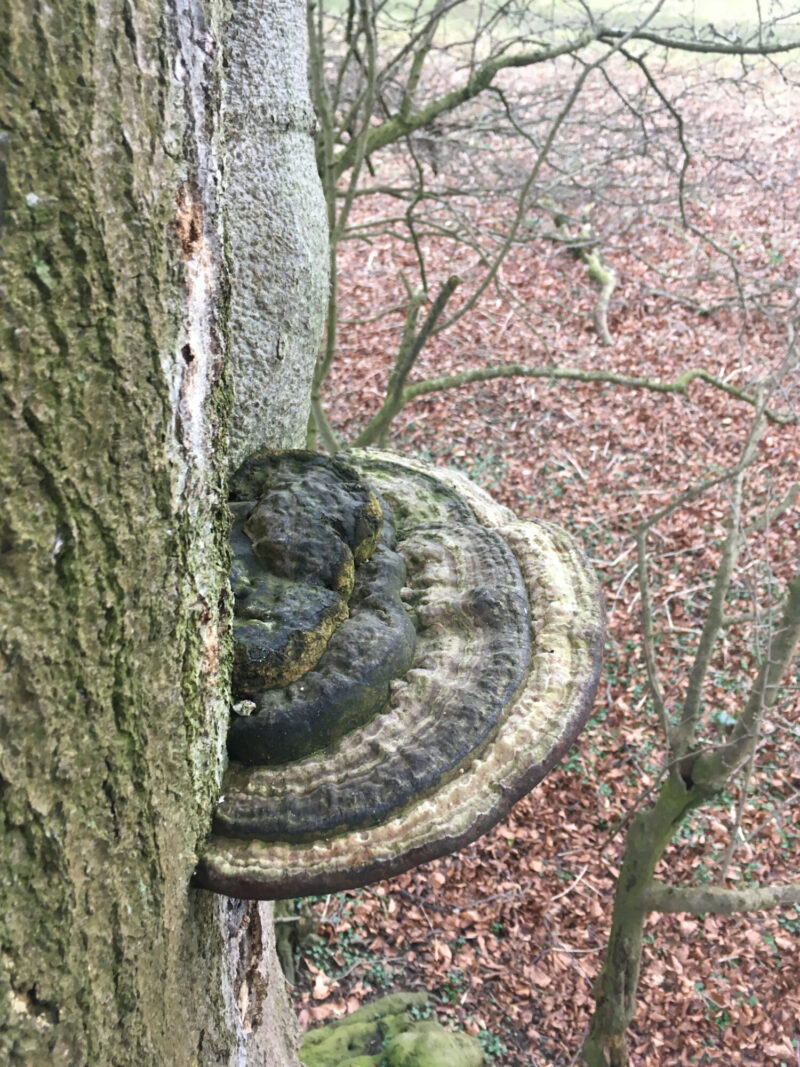 cms-tree-services-beech-tree-removal-ganoderma-close-up