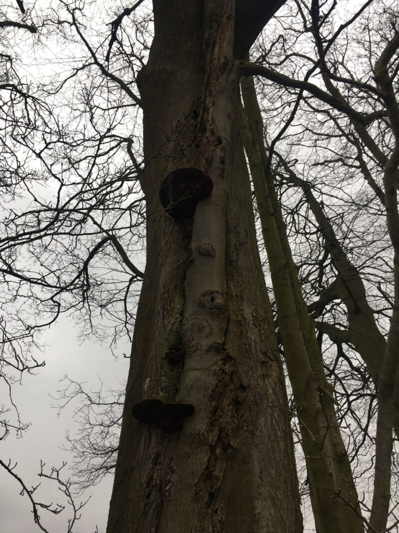 cms-tree-services-beech-tree-removal-ganoderma-looking-up