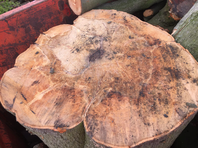 cms-tree-services-beech-tree-removal-ganoderma-wood-condition