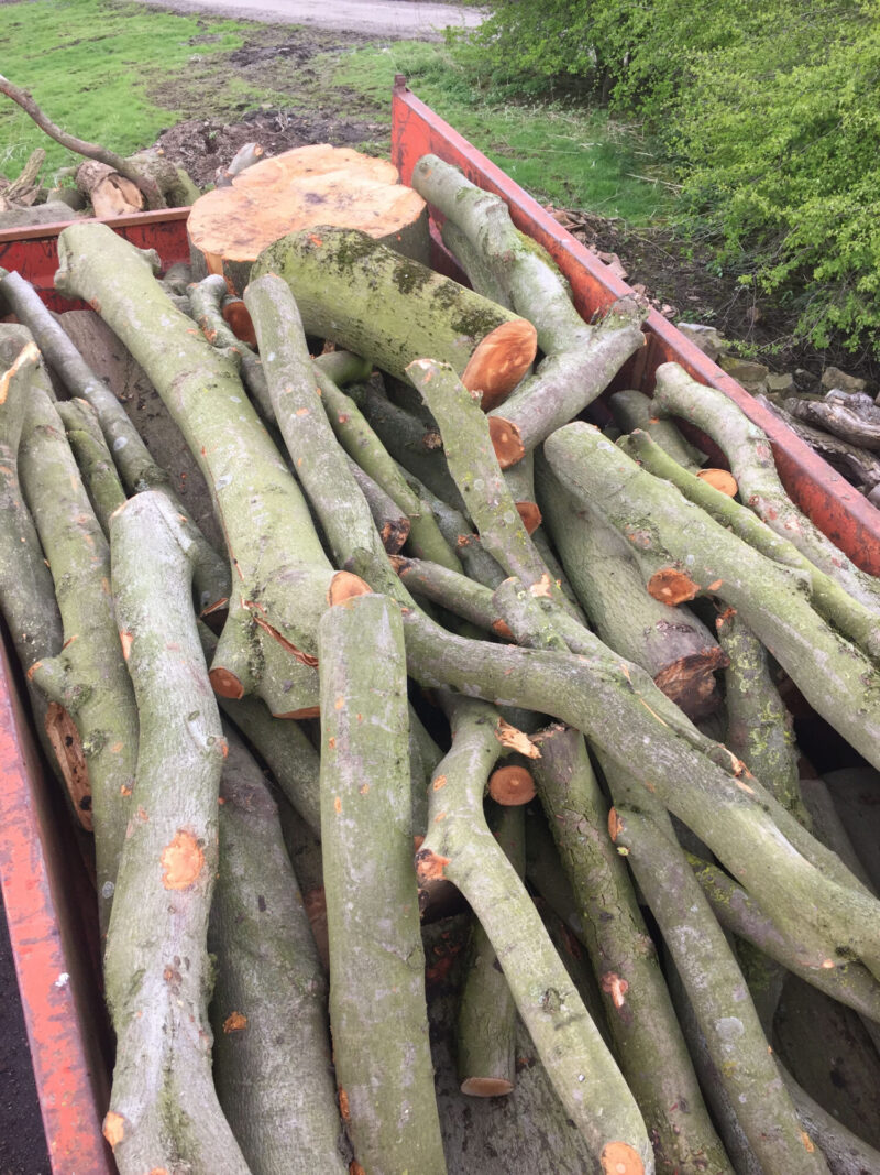 cms-tree-services-beech-tree-removal-ganoderma-wood-trailer