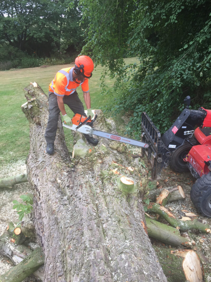 cms-tree-services-chain-saw-tree-trunk