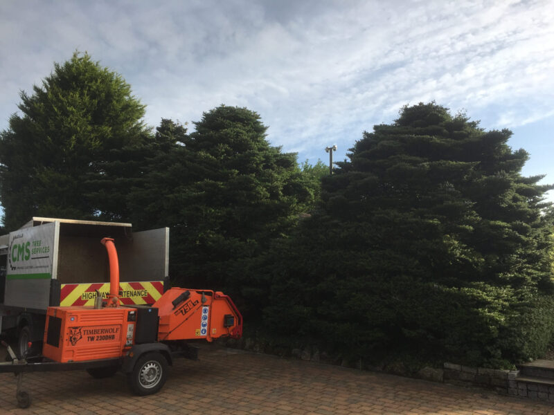 cms-tree-services-clearance-removal-higham
