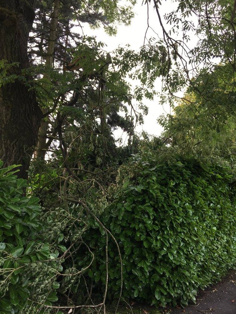 cms-tree-services-clearing-storm-damaged-limbs-barnoldswick-1
