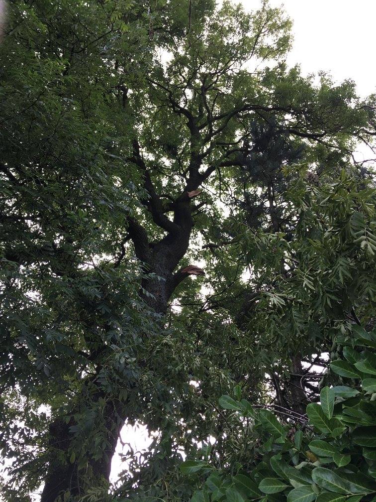cms-tree-services-clearing-storm-damaged-limbs-barnoldswick-3