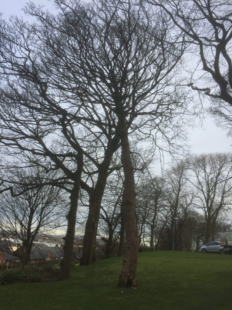 cms-tree-services-commercial-basal-decayed-sycamore-tree-removal-care-home-accrington