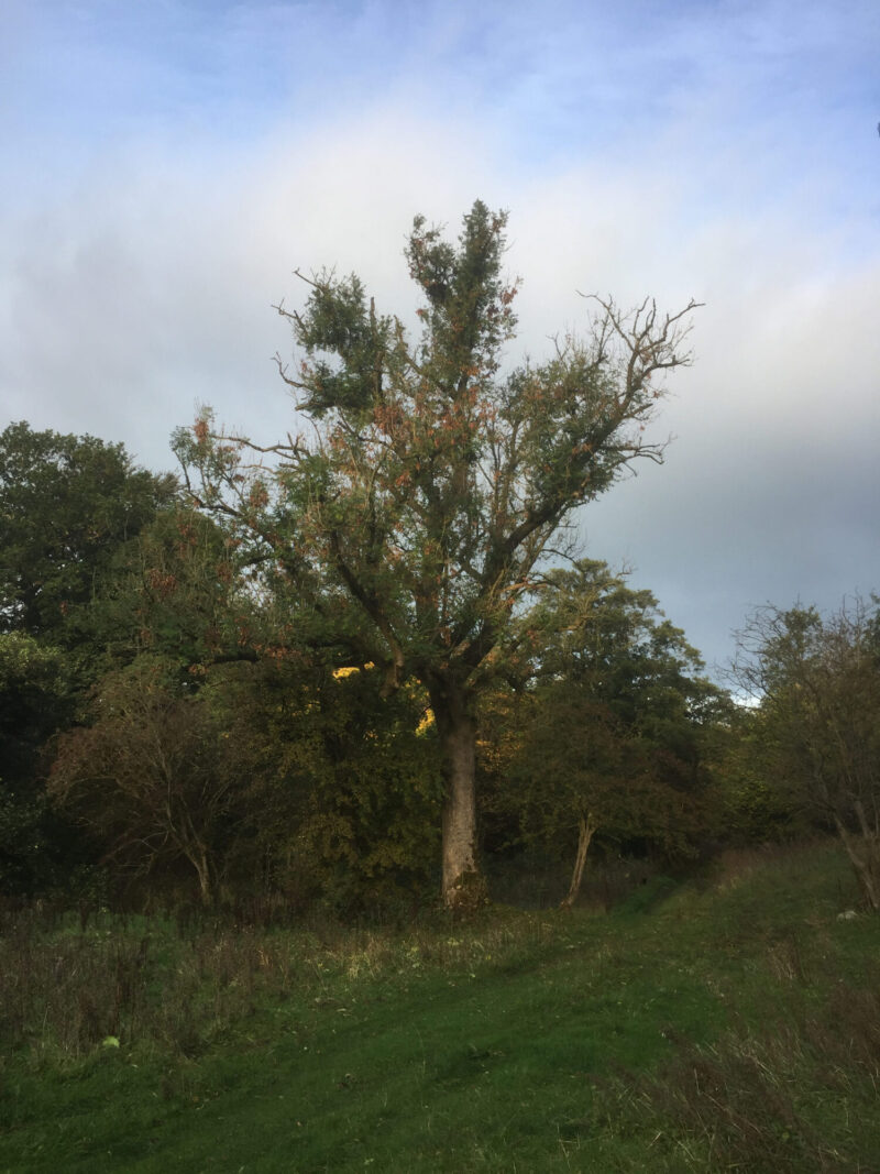 cms-tree-services-commerical-ash-tree-removal